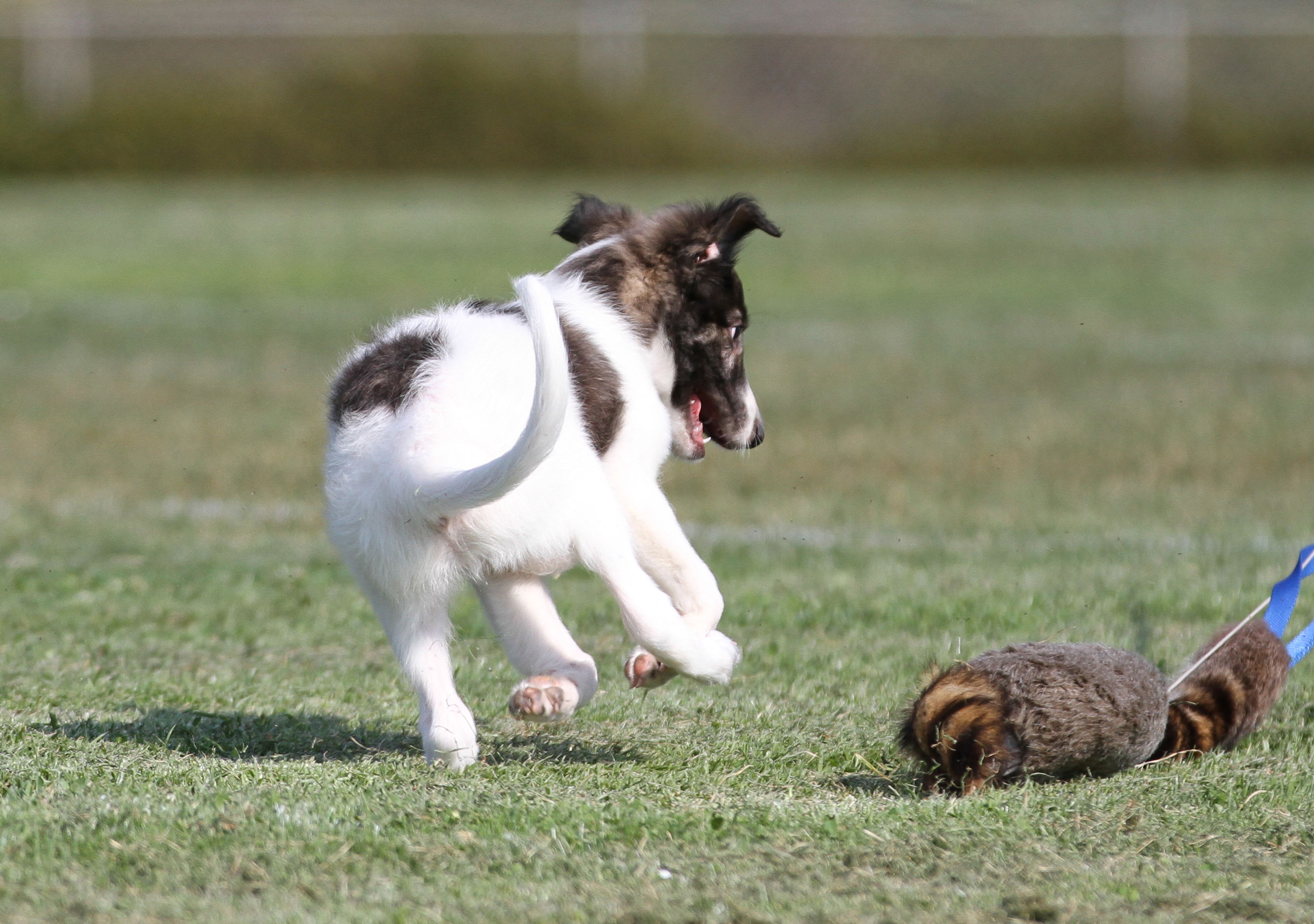 Cortez chasing lure - 10 weeks